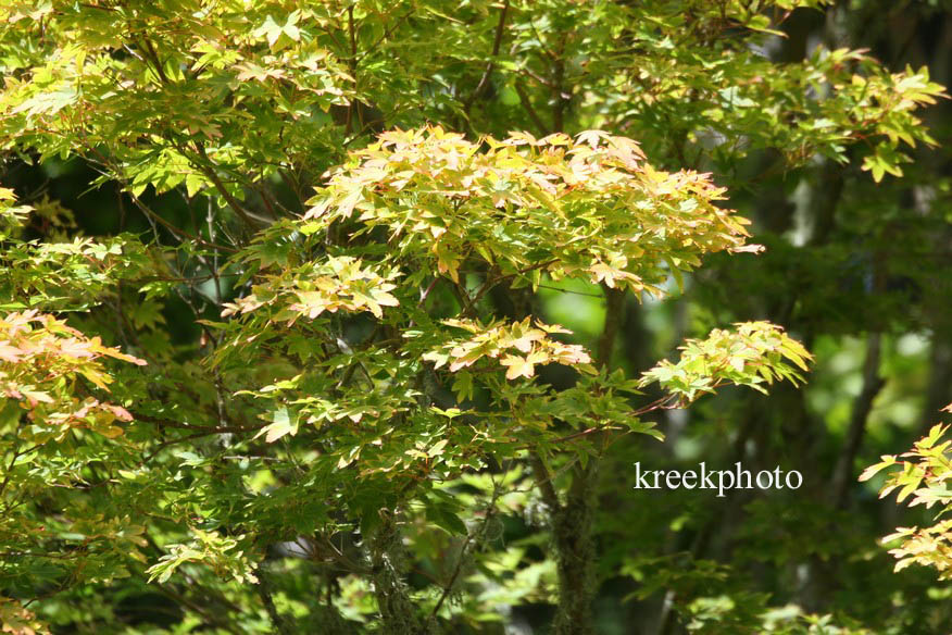 Acer shirasawanum 'Aureum'