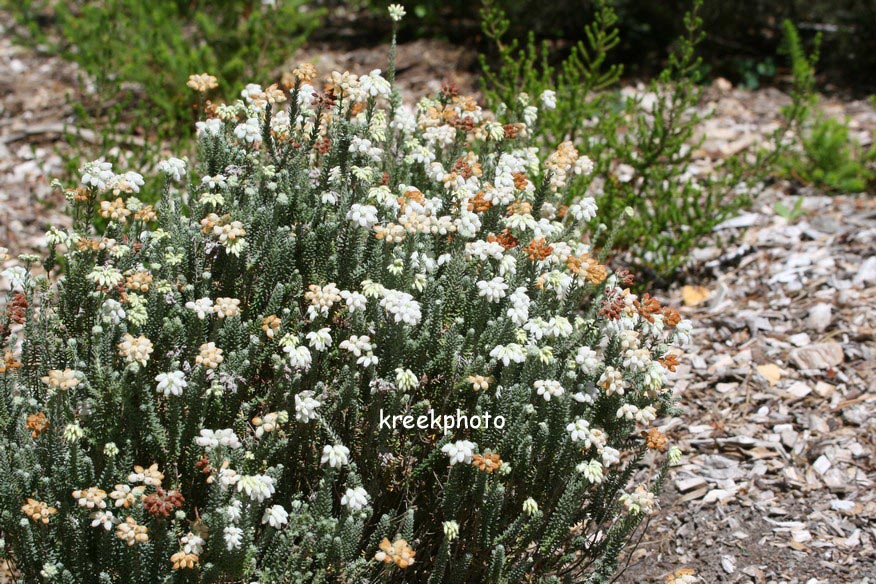 Erica tetralix 'Alba Mollis'