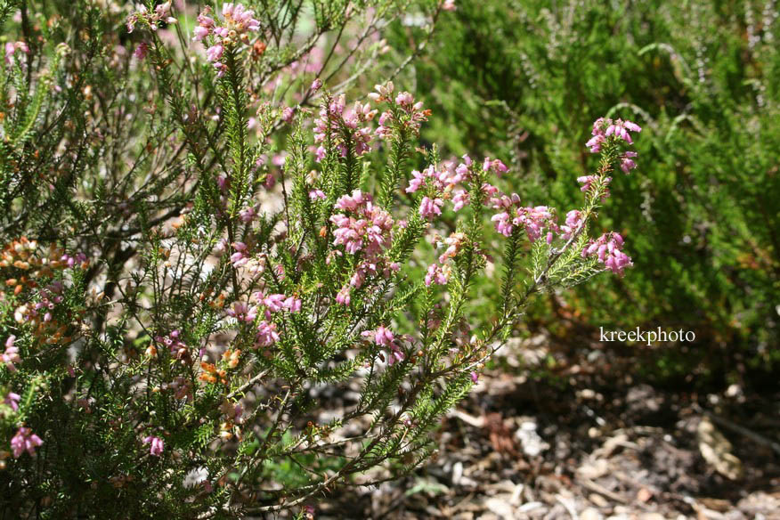 Erica terminalis