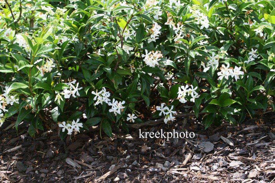 Trachelospermum jasminoides