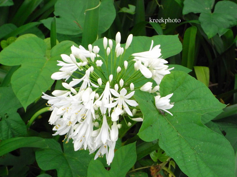 Agapanthus africanus 'Albidus'