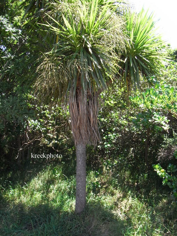 Cordyline australis