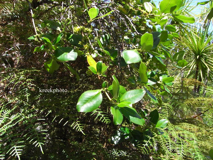 Griselinia littoralis