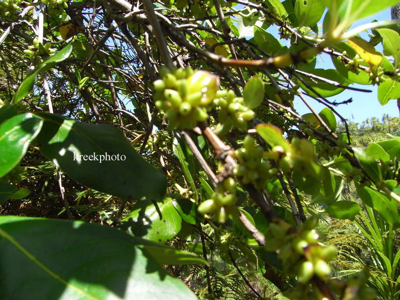 Griselinia littoralis
