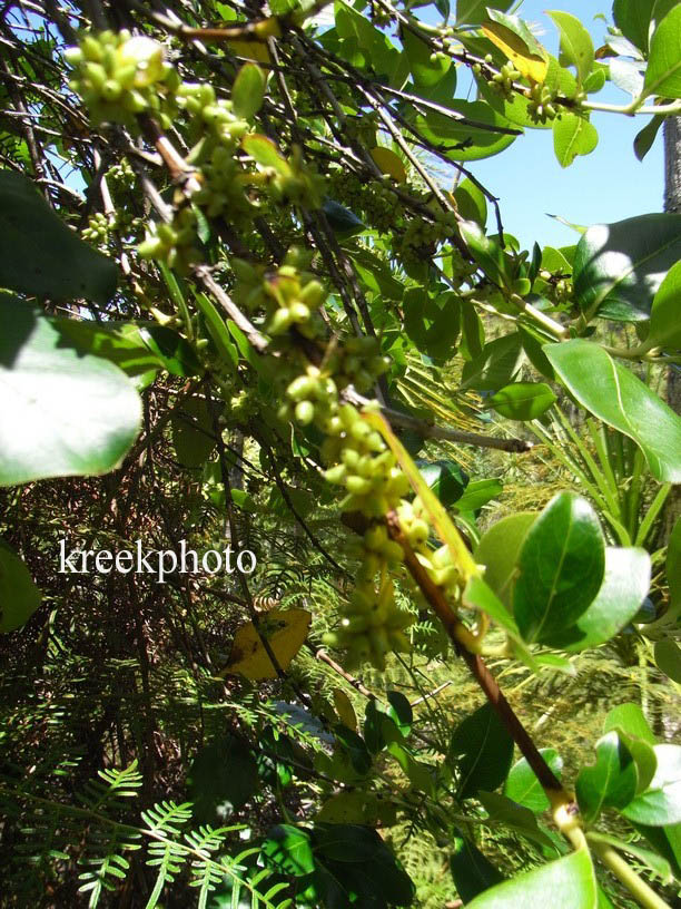 Griselinia littoralis