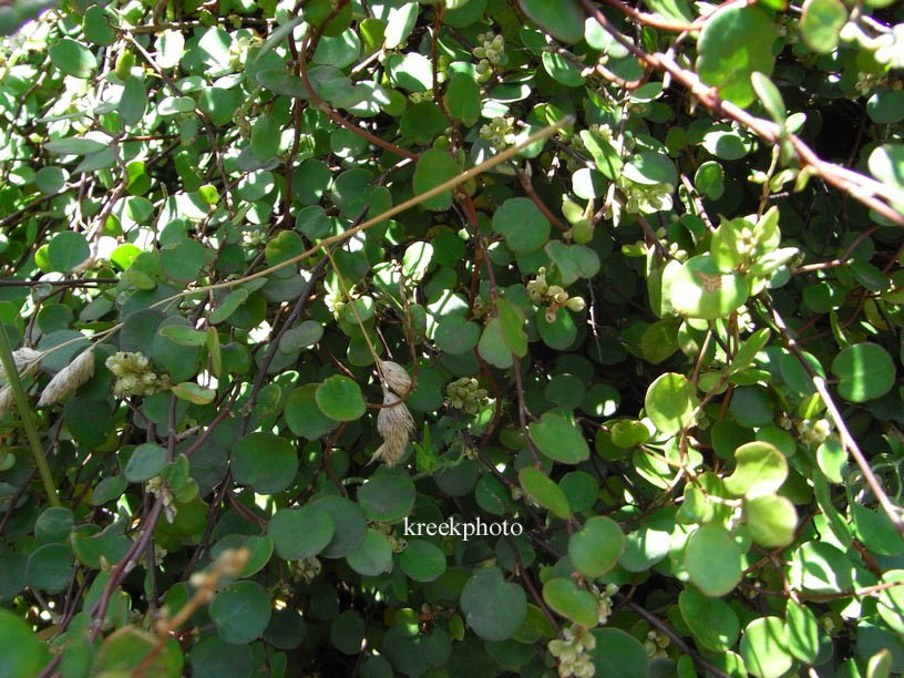 Muehlenbeckia complexa