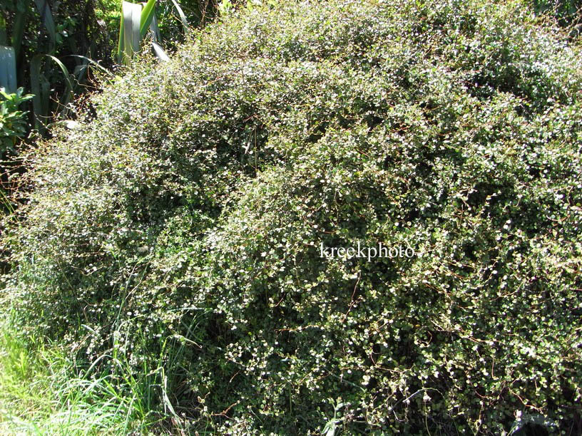 Muehlenbeckia complexa