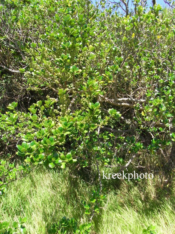 Griselinia littoralis
