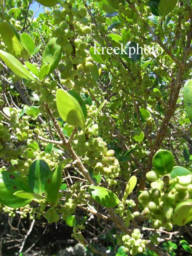 Griselinia littoralis