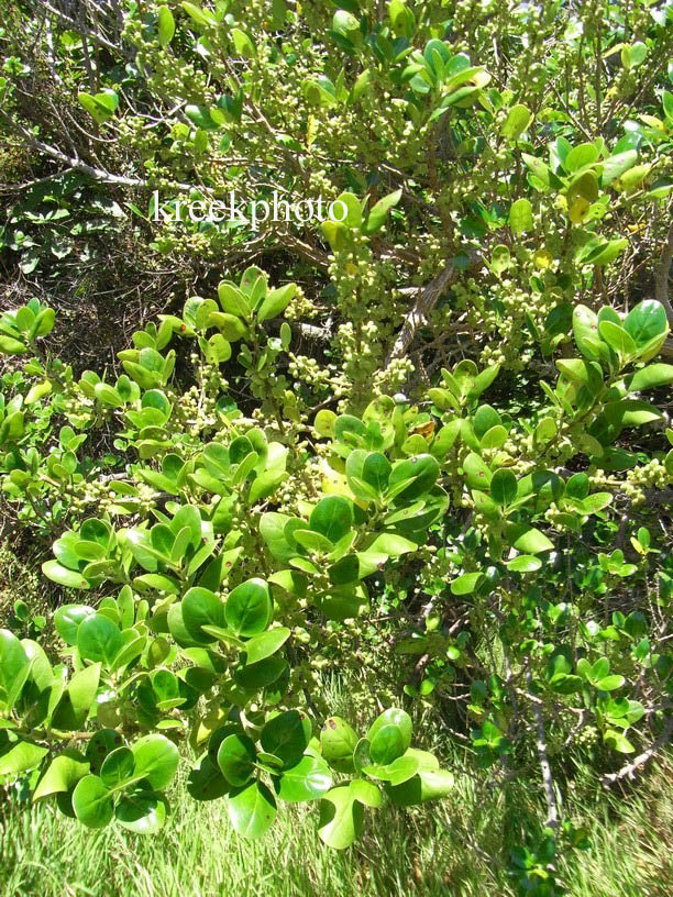 Griselinia littoralis