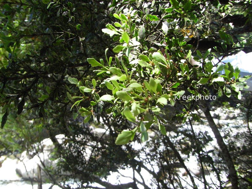 Phyllocladus trichomanoides var. alpinus