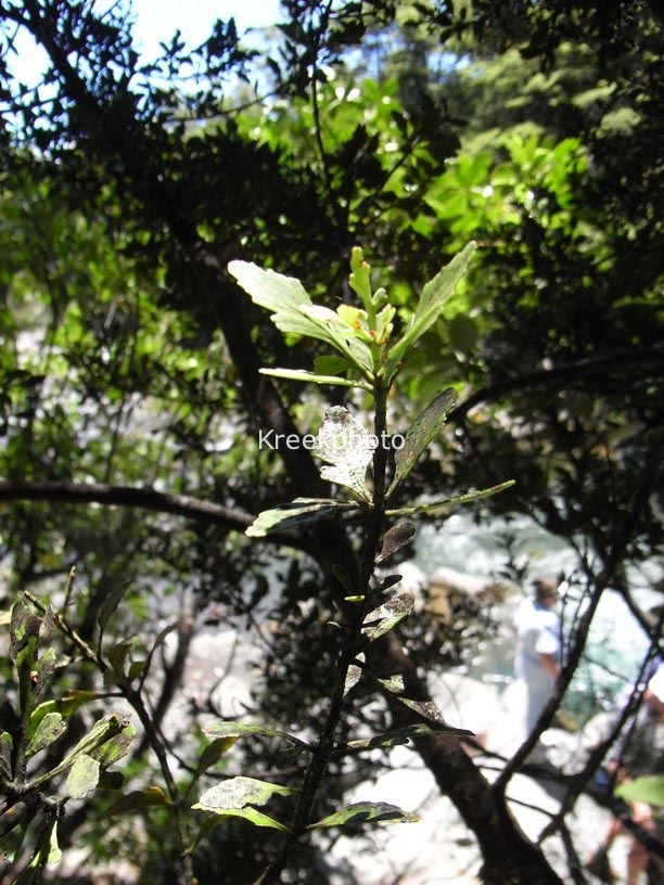 Phyllocladus trichomanoides var. alpinus