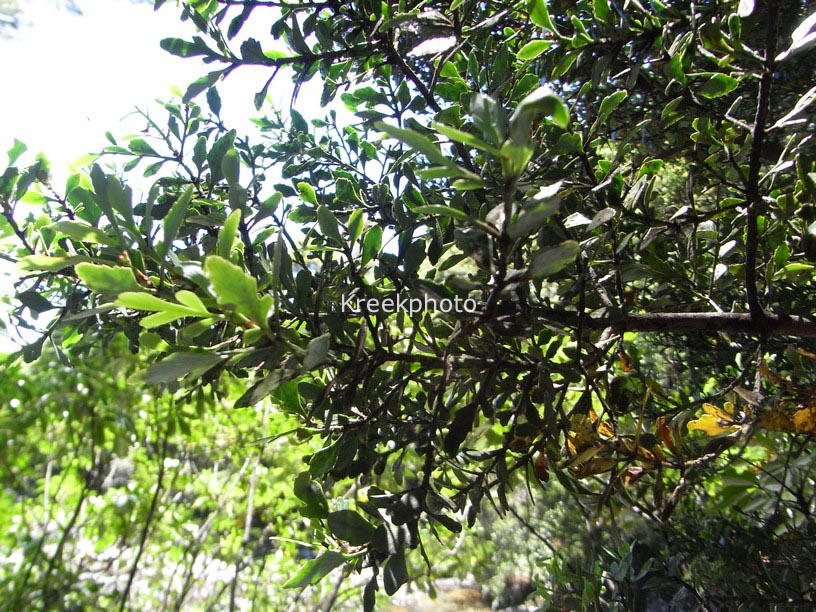 Phyllocladus trichomanoides var. alpinus