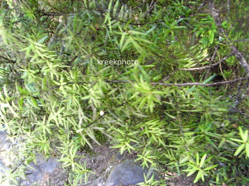 Podocarpus hallii