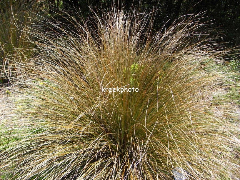 Chionochloa rubra
