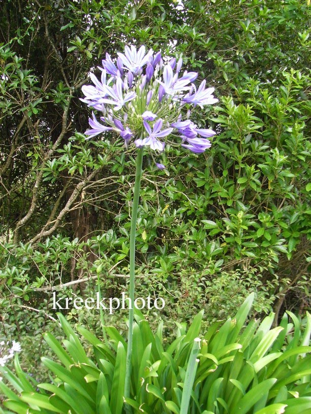 Agapanthus africanus