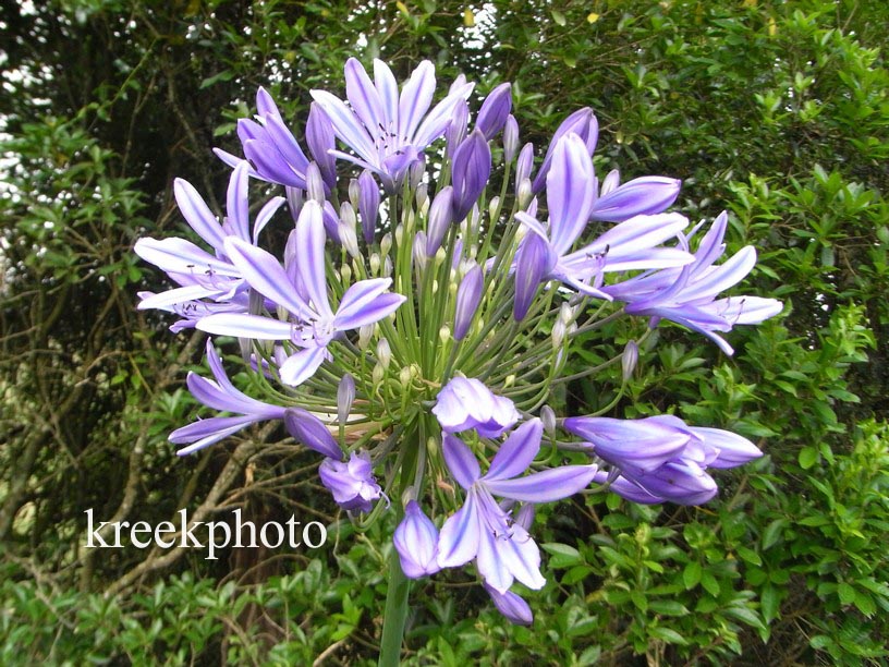 Agapanthus africanus