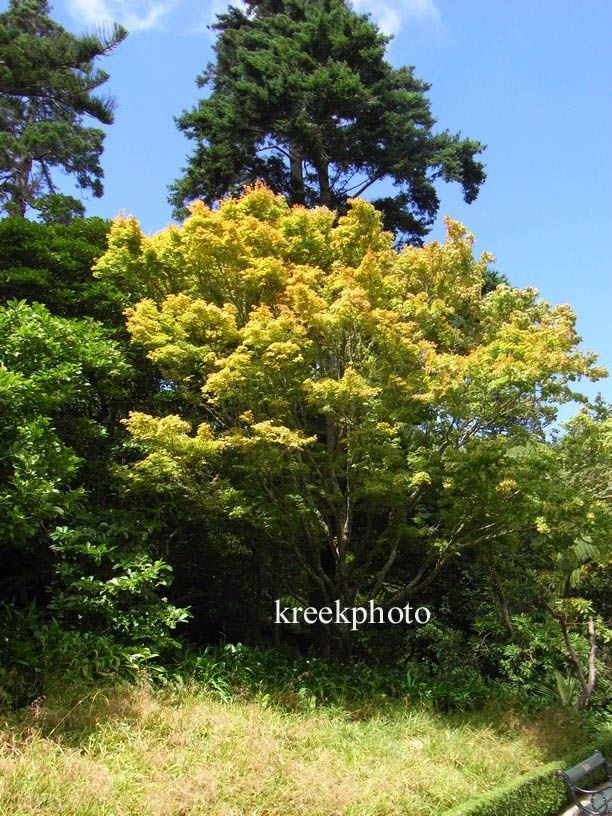 Acer shirasawanum 'Aureum'