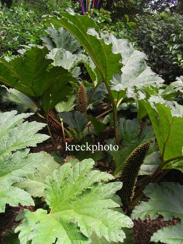 Gunnera manicata