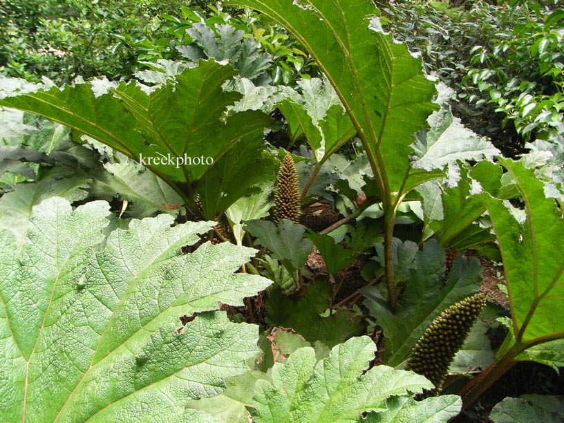 Gunnera manicata