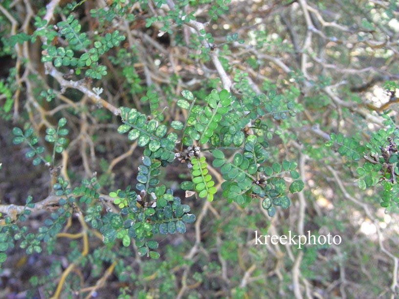 Sophora 'Little Baby'