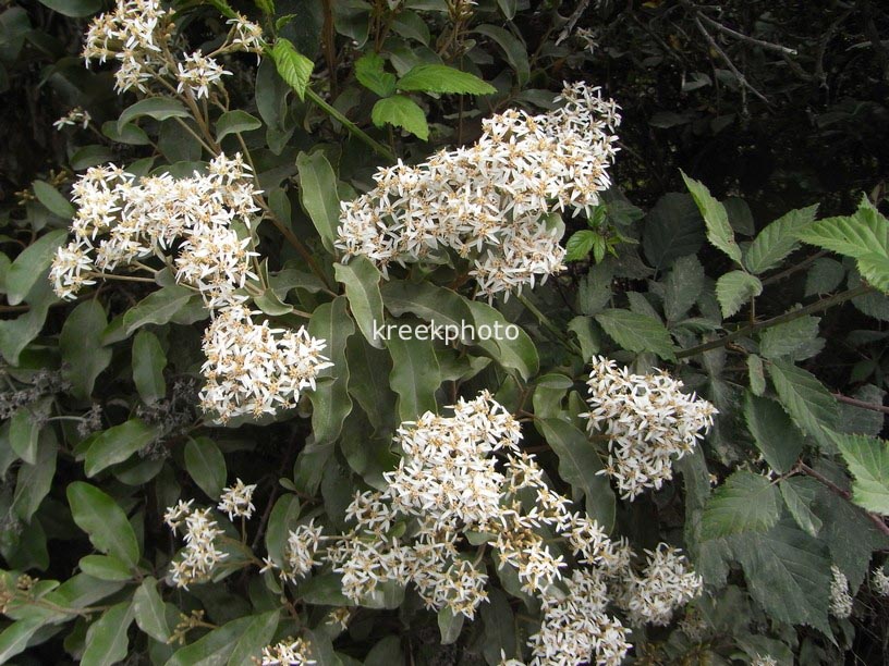 Olearia avicennifolia
