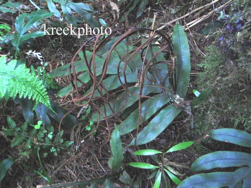 Blechnum penna-marina