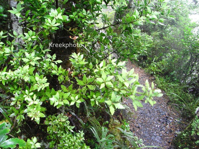 Phyllocladus trichomanoides var. alpinus
