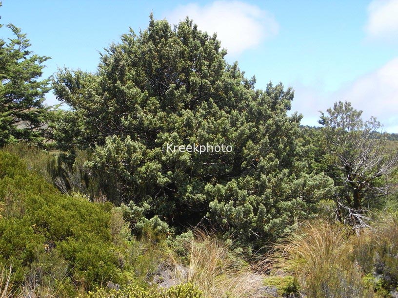 Phyllocladus trichomanoides var. alpinus