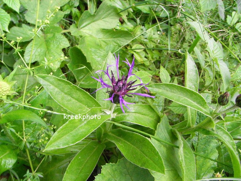 Centaurea montana