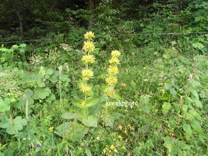 Gentiana lutea