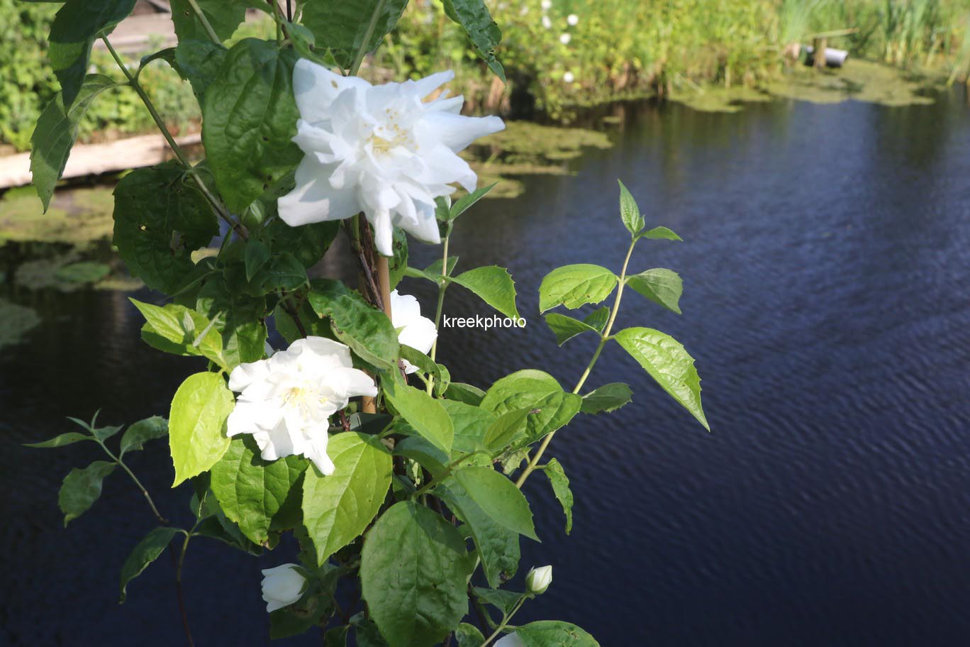 Philadelphus 'Natchez'