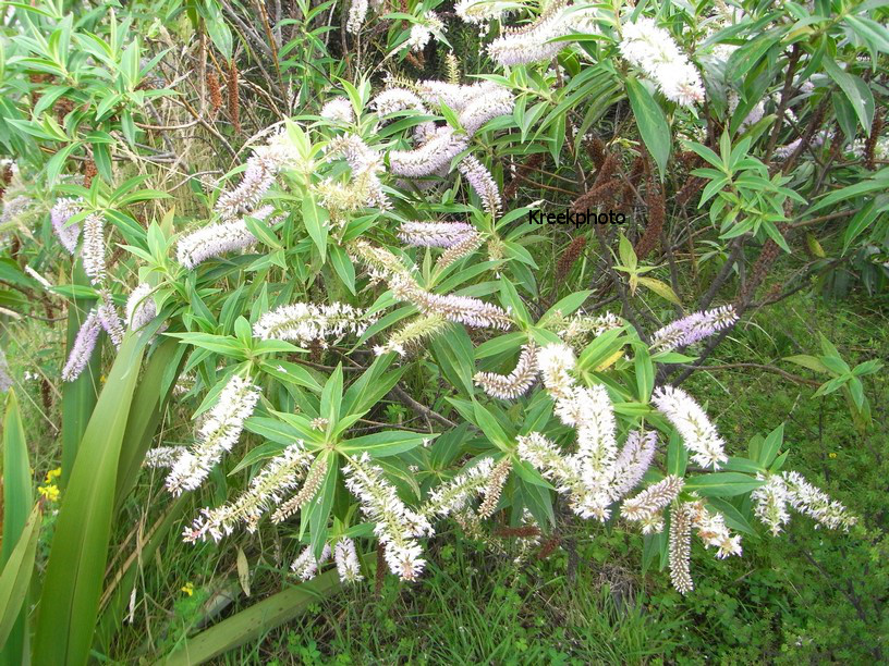 Hebe salicifolia