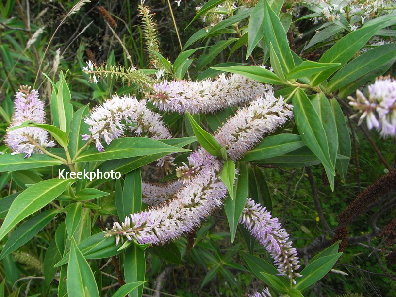 Hebe salicifolia