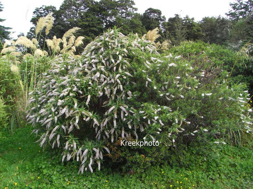 Hebe salicifolia