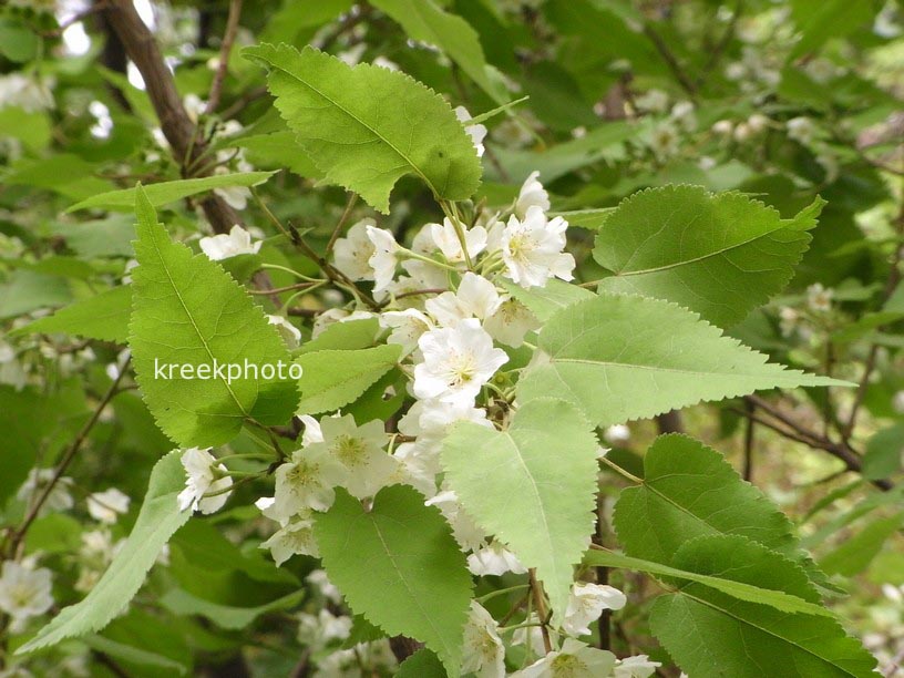 Hoheria lyallii