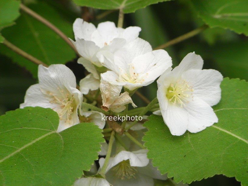 Hoheria lyallii