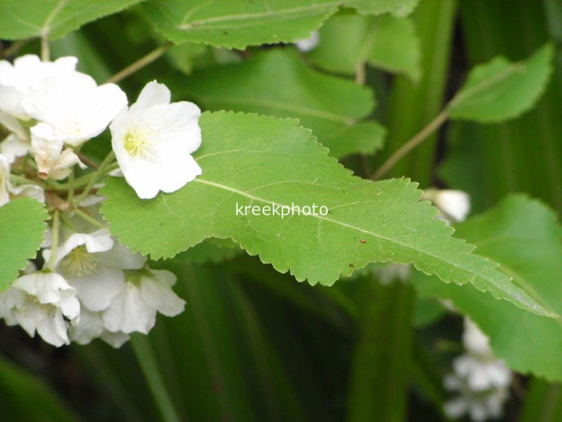 Hoheria lyallii