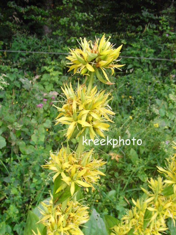 Gentiana lutea