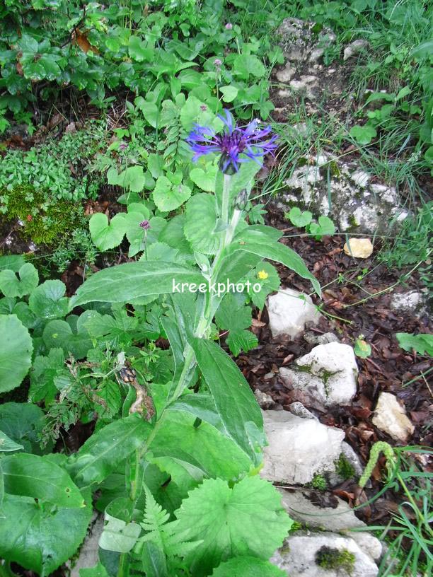 Centaurea montana