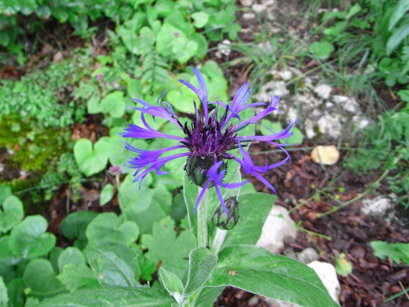 Centaurea montana