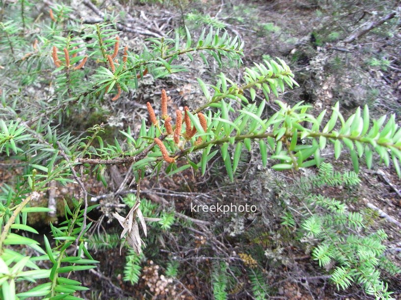 Podocarpus acutifolius