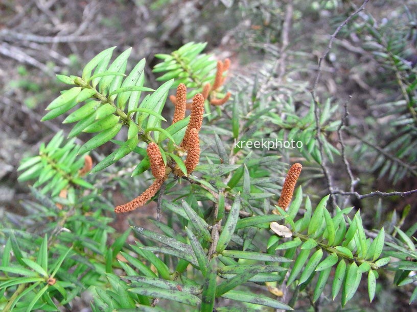 Podocarpus acutifolius