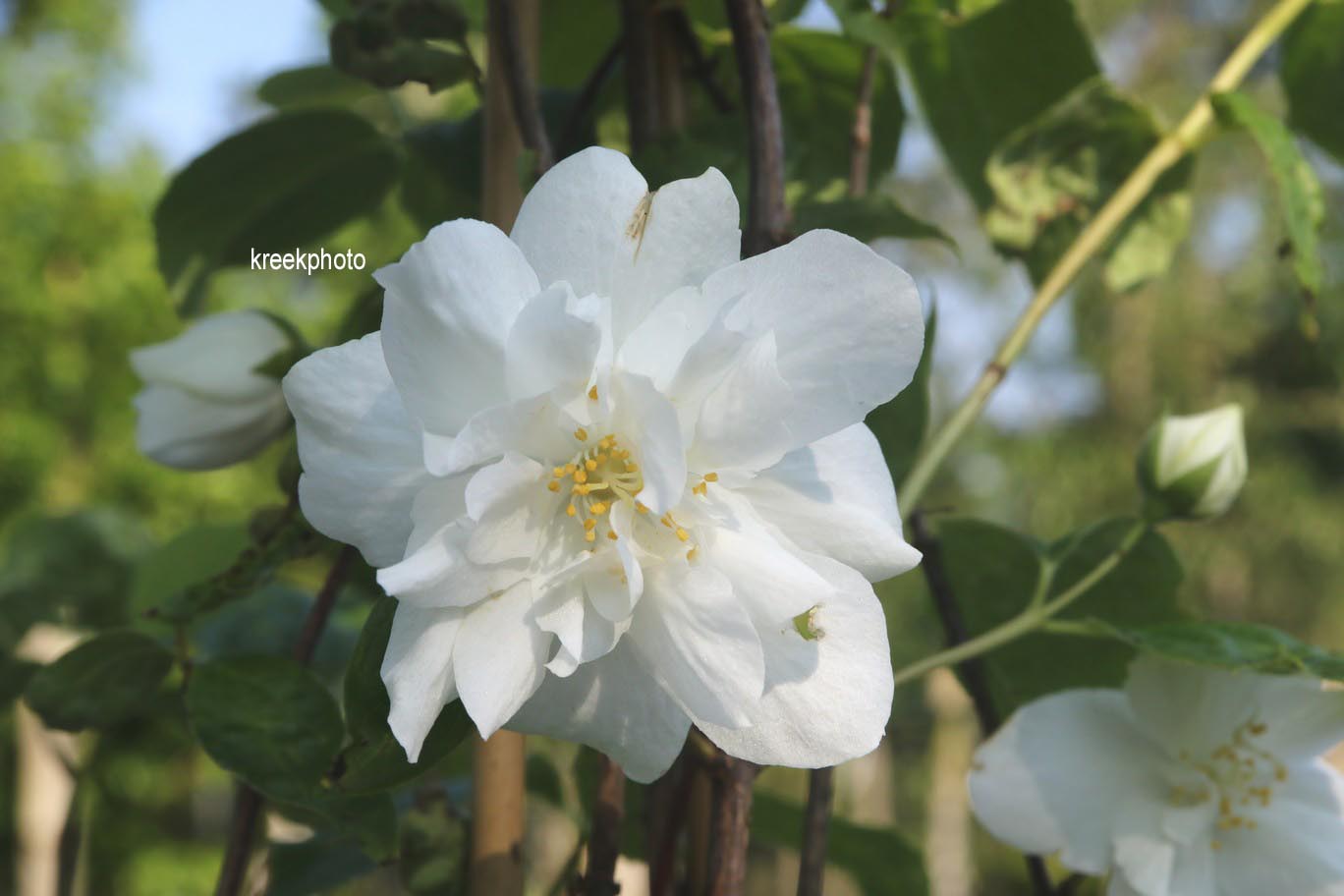 Philadelphus 'Natchez'