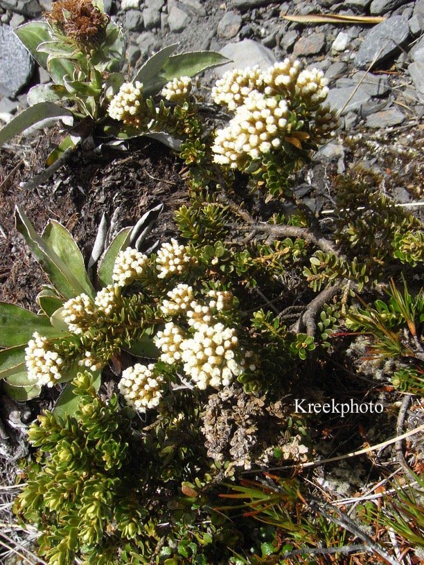 Hebe topiaria