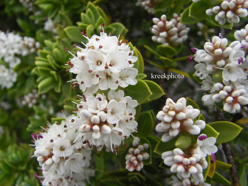 Hebe topiaria