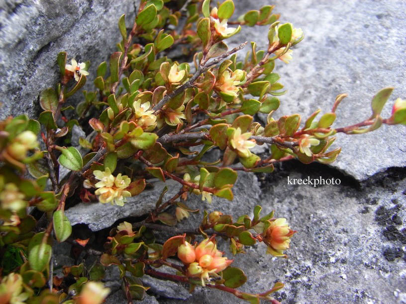 Muehlenbeckia axillaris