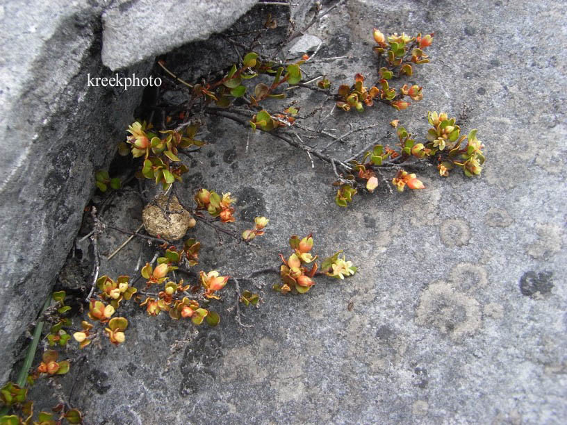 Muehlenbeckia axillaris