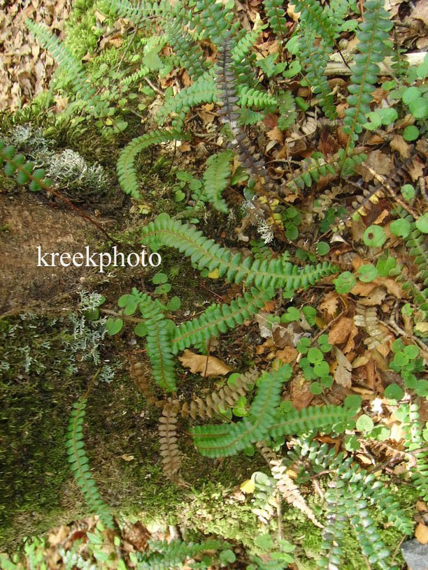 Blechnum penna-marina