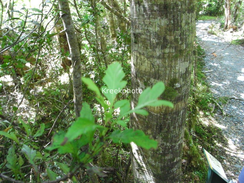Phyllocladus trichomanoides var. alpinus